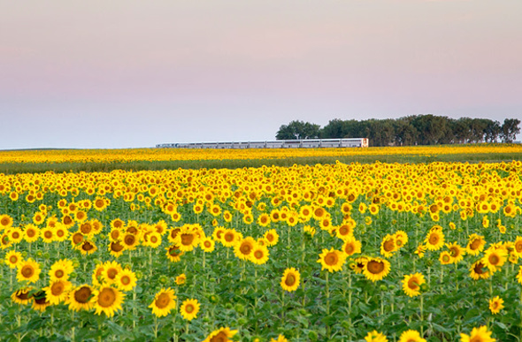 Michigan sunflowers