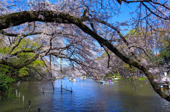 Inokashira Park
