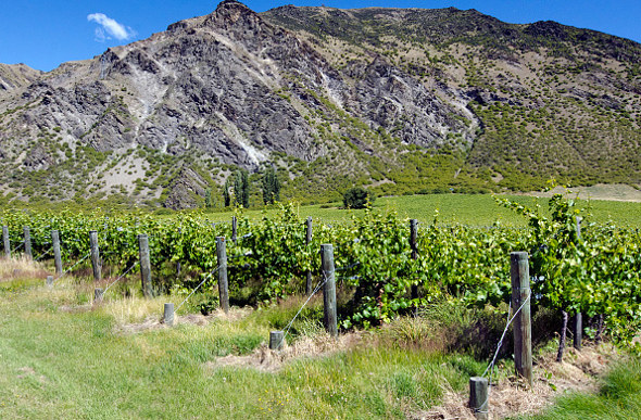 Otago vines
