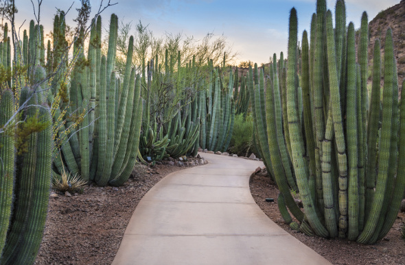 Phoenix cactus