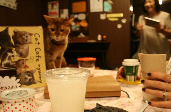 cat cafe