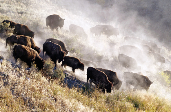 bison