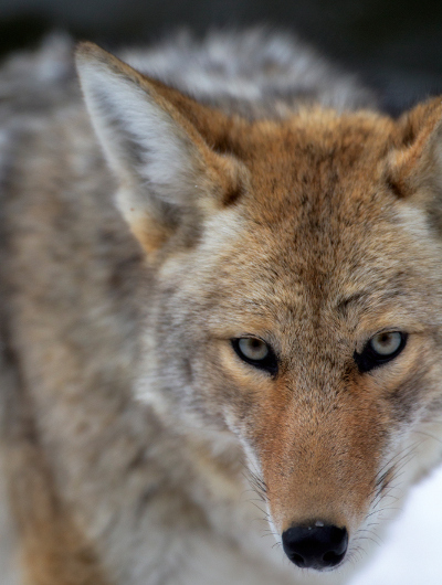 coyote