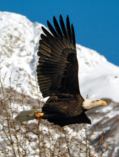 bald eagle