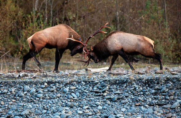 elk