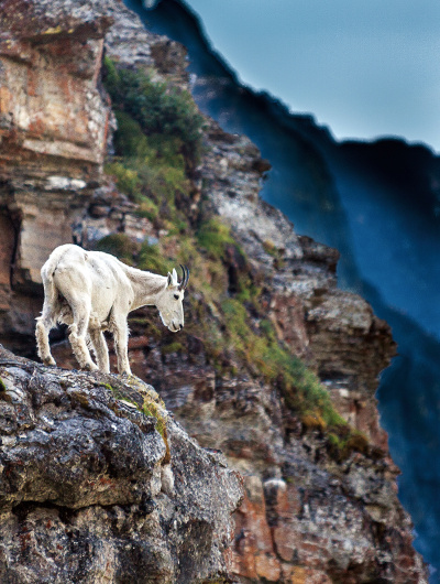 mountain goat