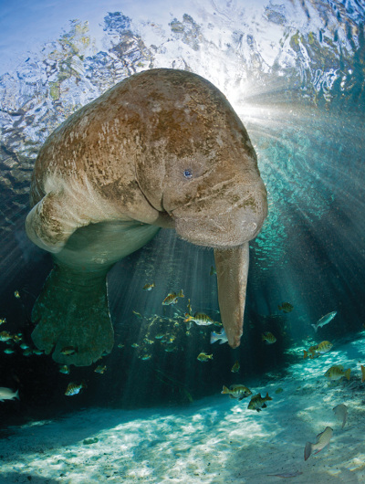 manatee