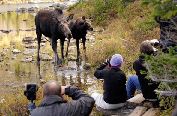 moose