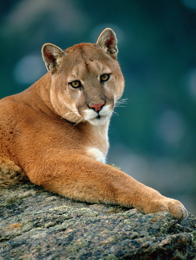 mountain lion