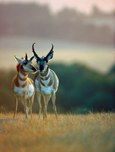 pronghorn